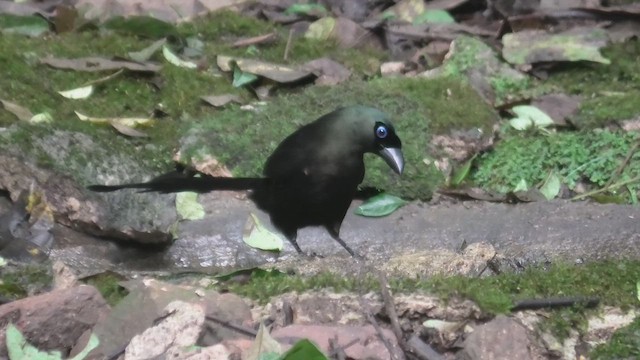 Racket-tailed Treepie - ML615589673