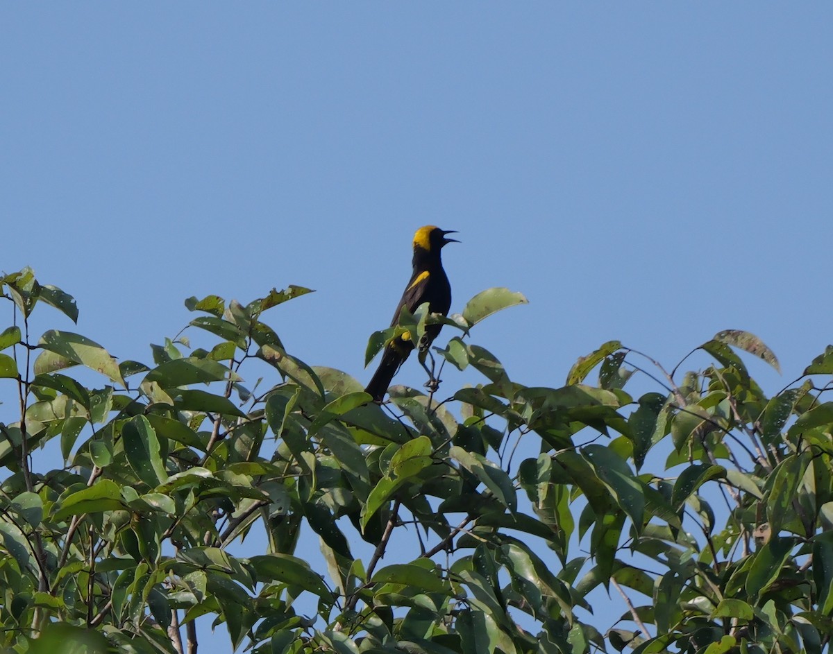 Oriole à épaulettes (chrysocephalus) - ML615589676