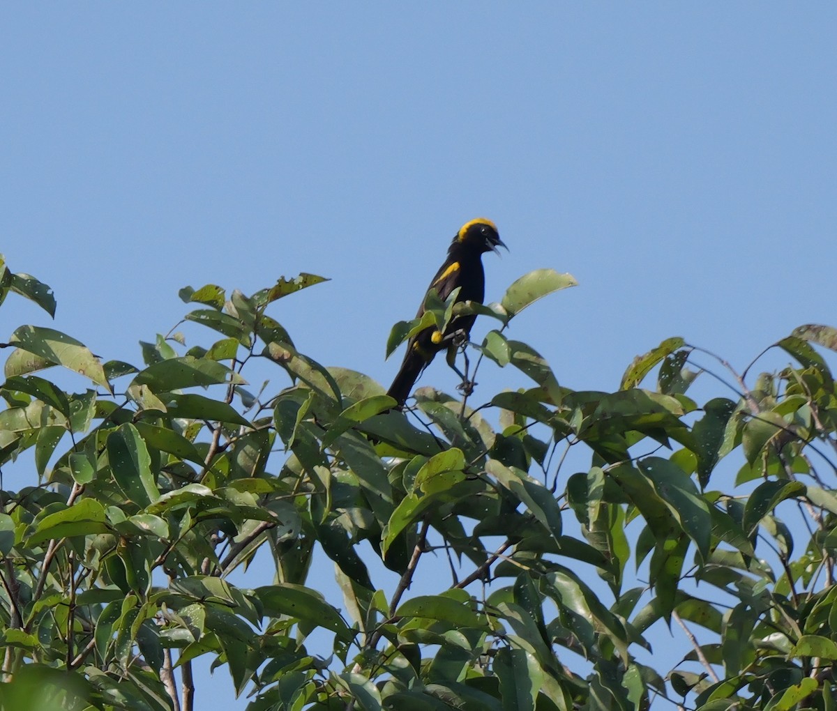 Oriole à épaulettes (chrysocephalus) - ML615589677