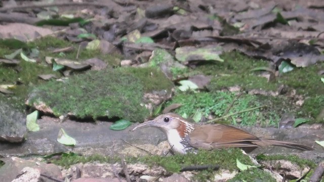 Large Scimitar-Babbler - ML615589713