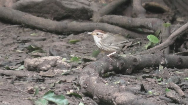 Puff-throated Babbler - ML615589739