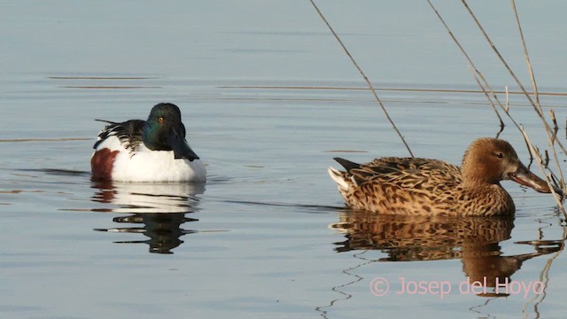 Northern Shoveler - ML615589740