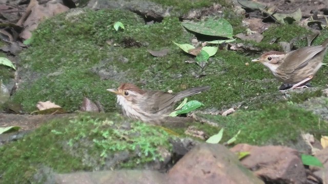 Puff-throated Babbler - ML615589741