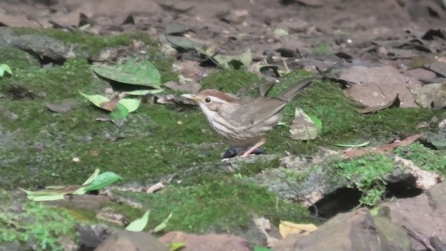 Puff-throated Babbler - ML615589742