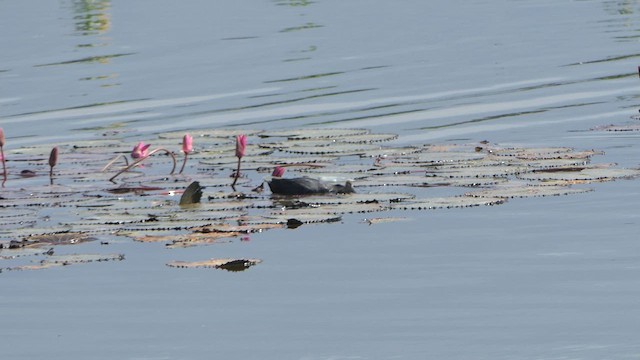 Eurasian Coot - ML615589755