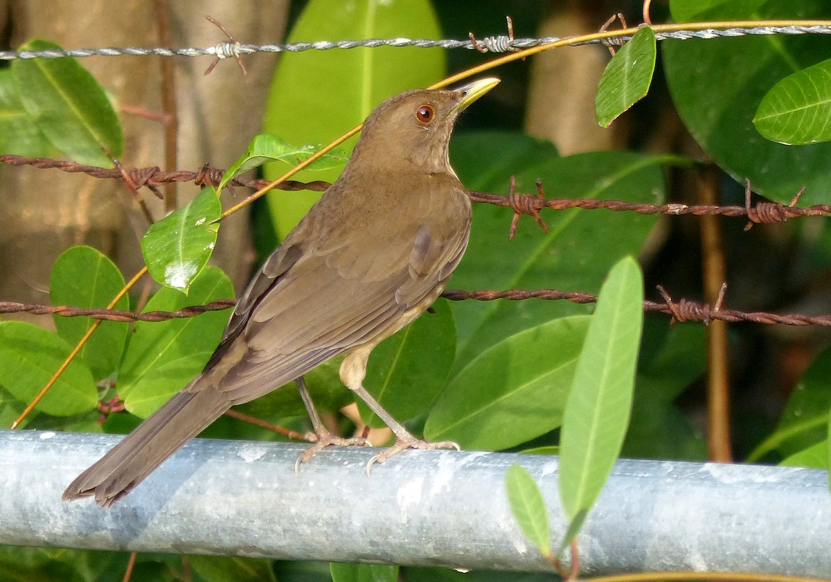 Clay-colored Thrush - Garvin Filbert