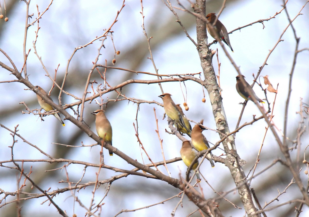 Cedar Waxwing - ML615589791