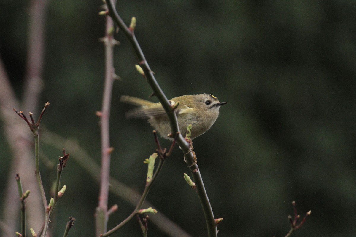 Goldcrest - ML615589798