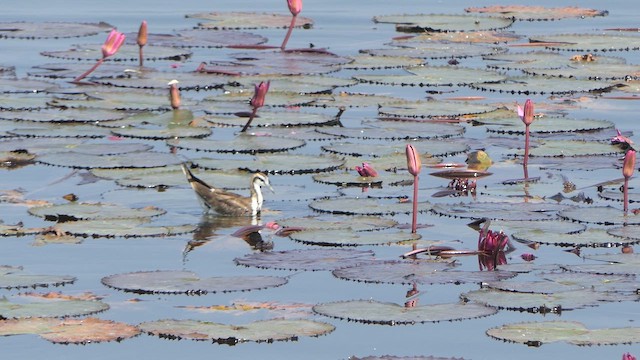 Pheasant-tailed Jacana - ML615589809