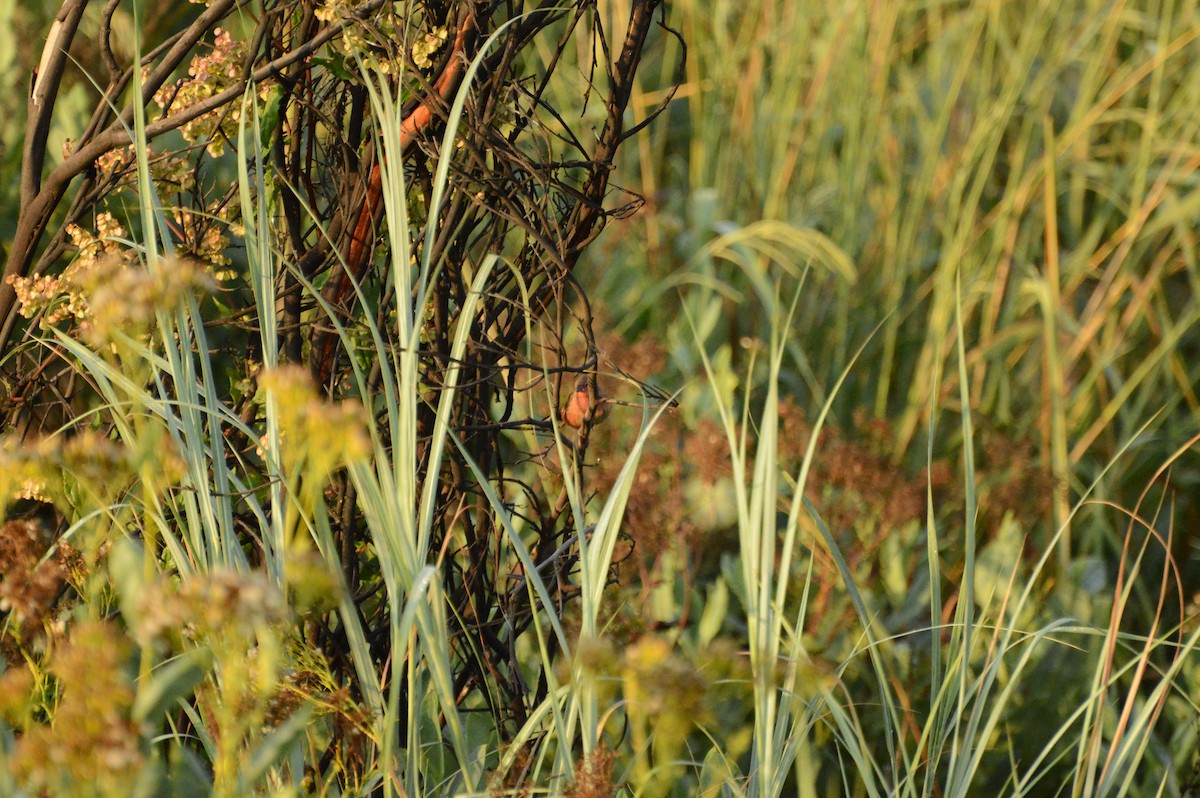 African Firefinch - Anonymous