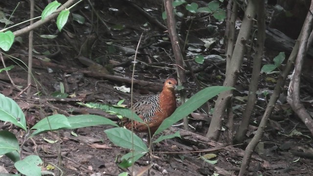 Perdicilla Herrumbrosa - ML615589824