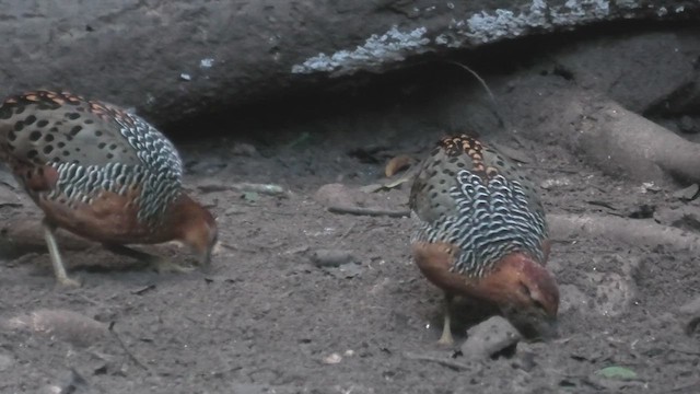 Ferruginous Partridge - ML615589827