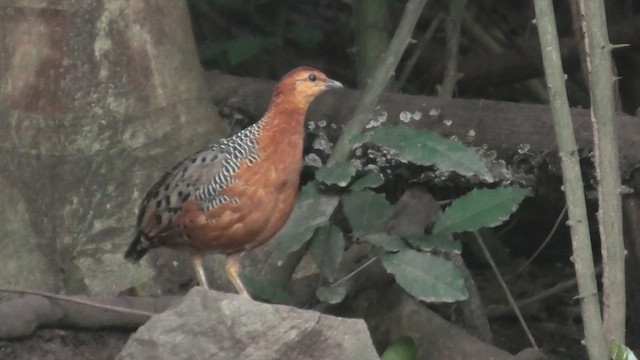 Ferruginous Partridge - ML615589828