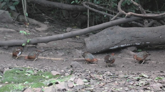 Ferruginous Partridge - ML615589830