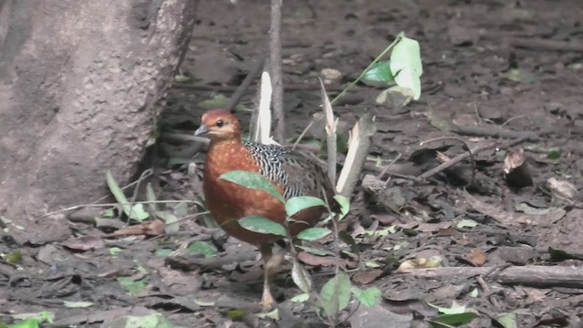 Ferruginous Partridge - ML615589831