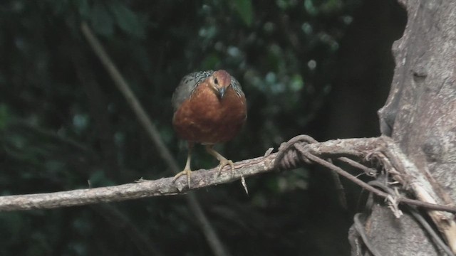 Ferruginous Partridge - ML615589832