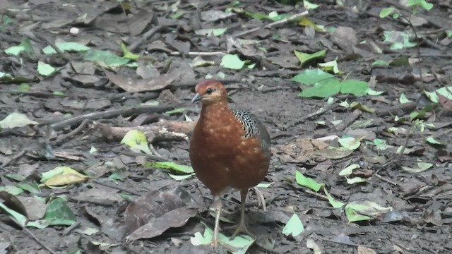 Ferruginous Partridge - ML615589835