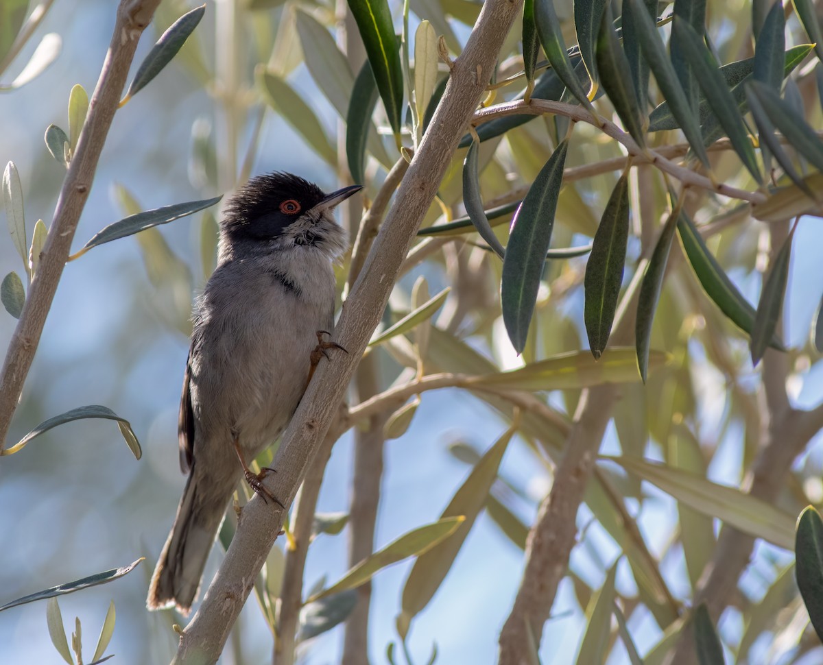 Sardinian Warbler - ML615589852