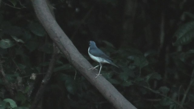 Siberian Blue Robin - ML615589866