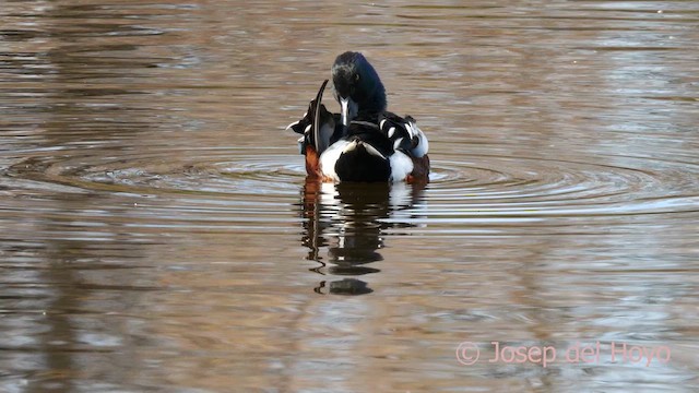 Northern Shoveler - ML615589867