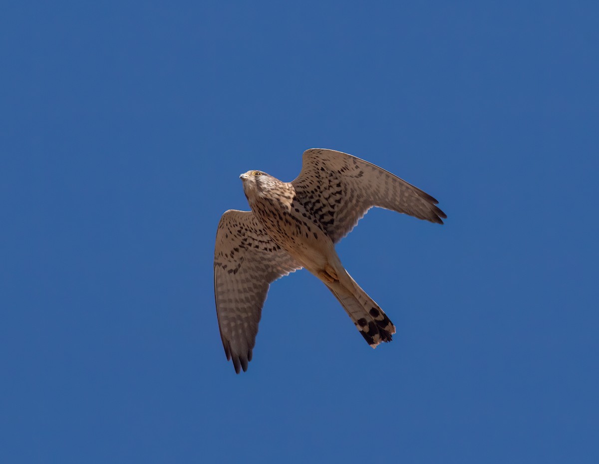 Eurasian Kestrel (Eurasian) - ML615589869