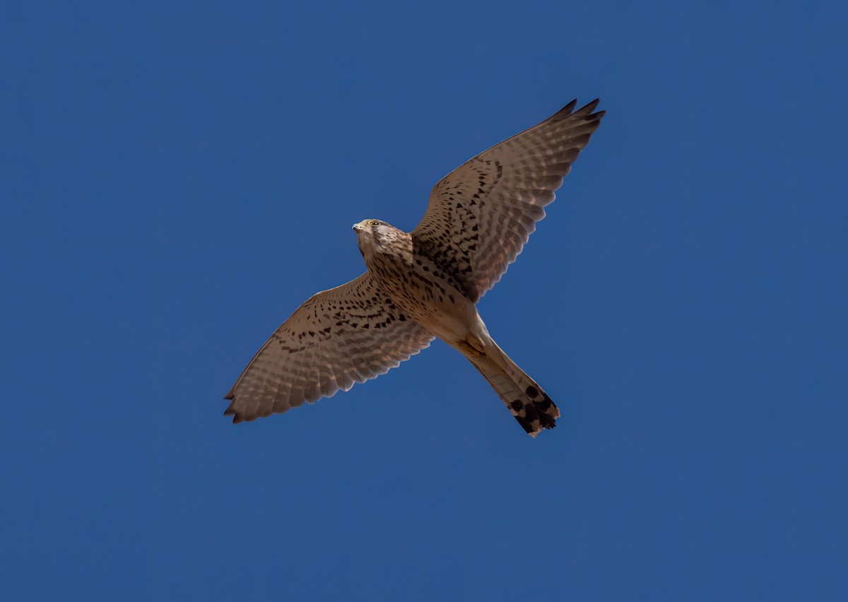 Eurasian Kestrel (Eurasian) - ML615589870