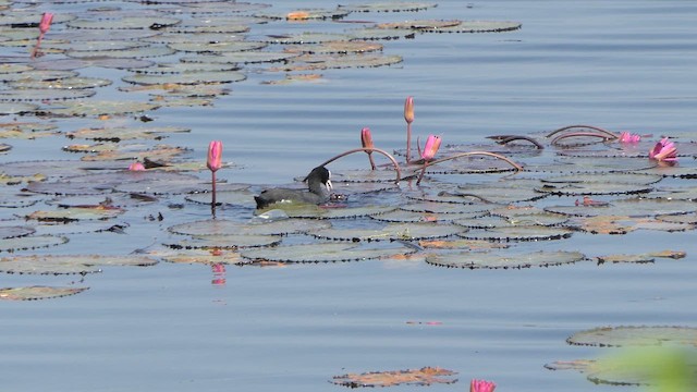 Eurasian Coot - ML615589882