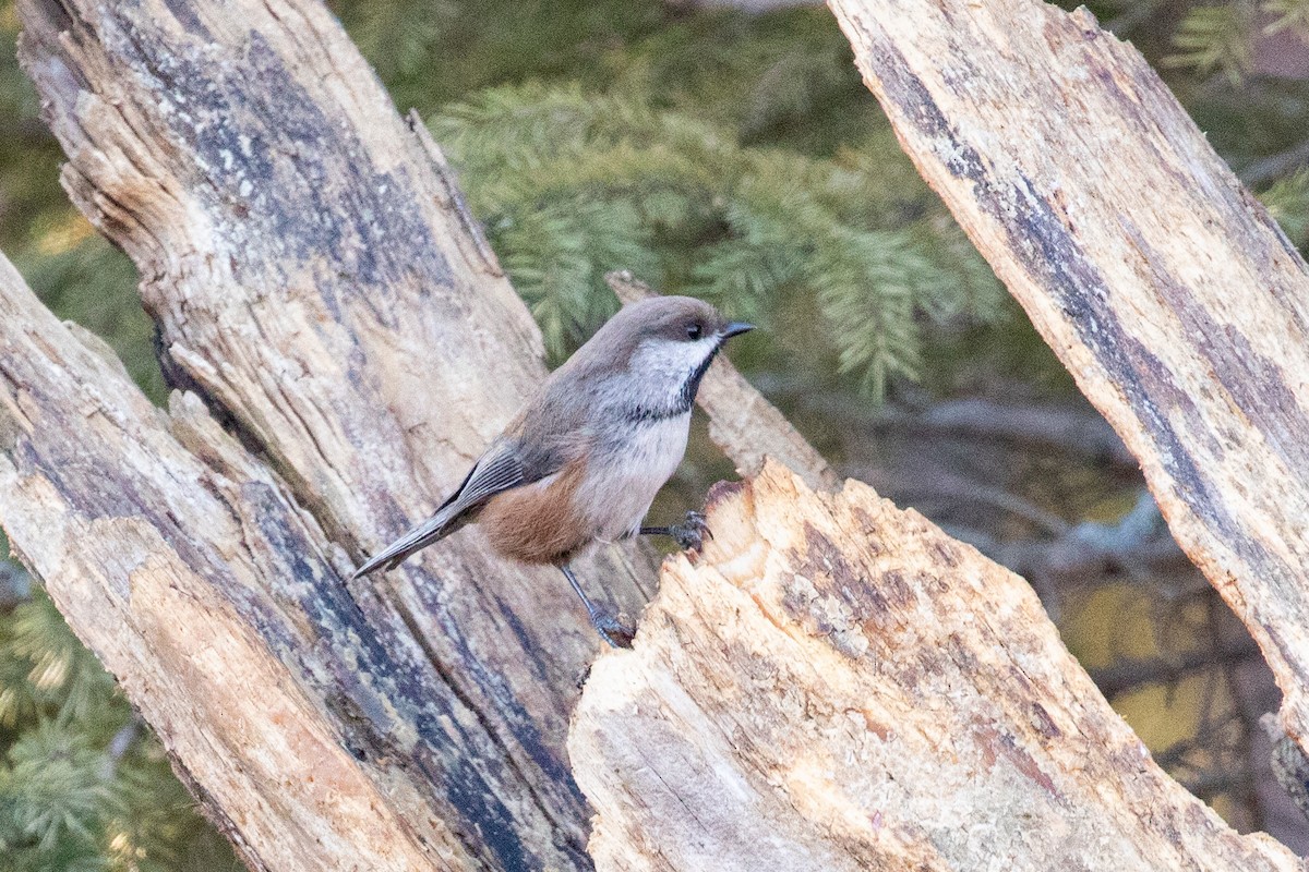 Boreal Chickadee - ML615589893