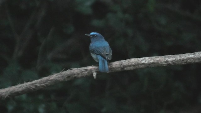 Hainan Blue Flycatcher - ML615589896