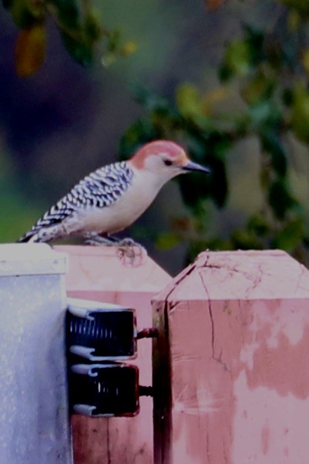 Red-bellied Woodpecker - ML615589931