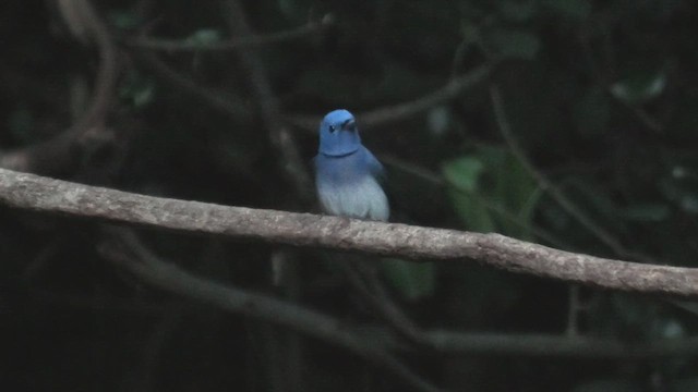 Black-naped Monarch - ML615589943