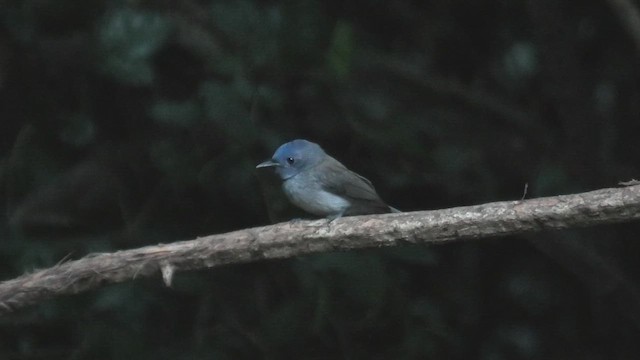 Black-naped Monarch - ML615589945