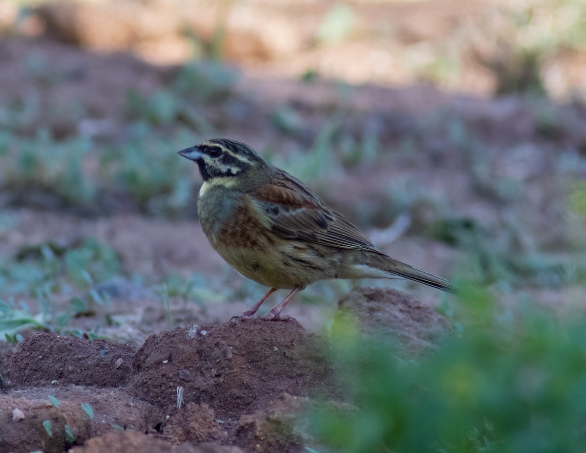 Cirl Bunting - ML615589962