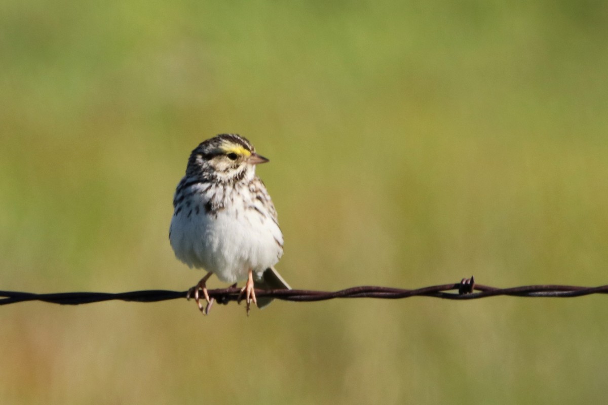 Savannah Sparrow - ML615589969