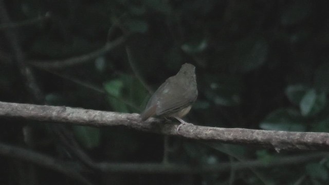 Abbott's Babbler - ML615589970