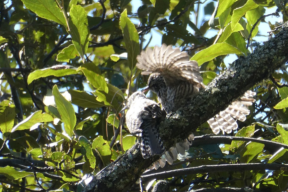 Gray-barred Wren - ML615589972