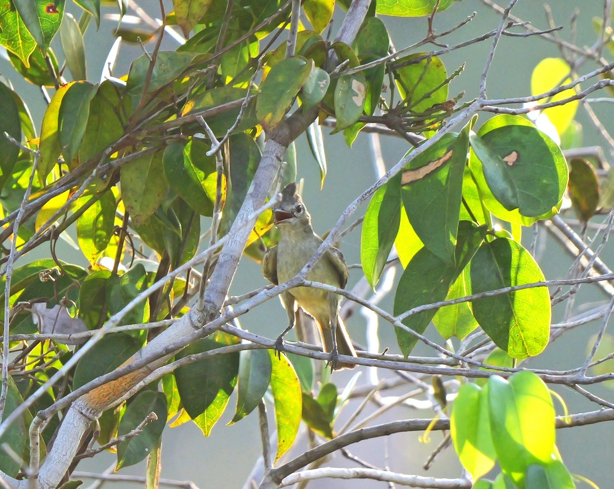 Rufous-crowned Elaenia - ML615590041