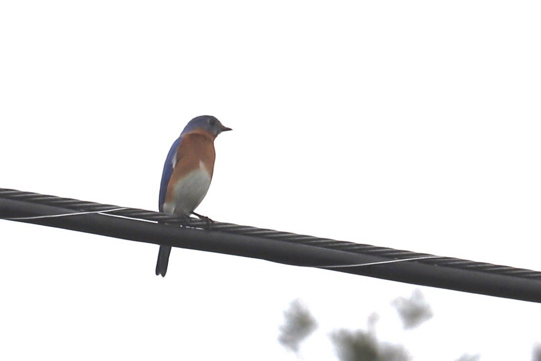 Eastern Bluebird - JoAnn Dalley