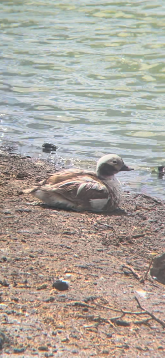 Moretta codona - ML615590052