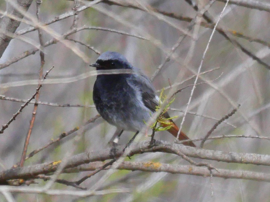 Black Redstart - Babeth Bureste