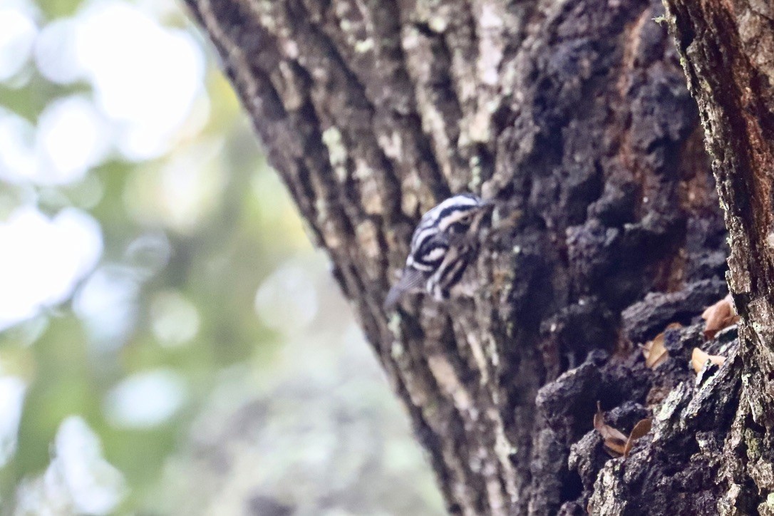 Black-and-white Warbler - JoAnn Dalley