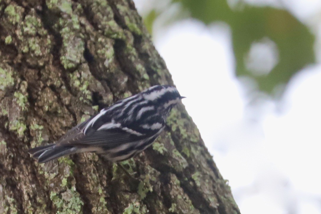 Black-and-white Warbler - ML615590073