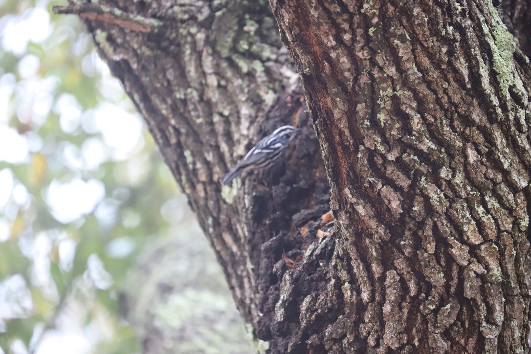 Black-and-white Warbler - ML615590074