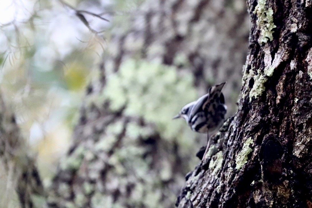 Black-and-white Warbler - ML615590075