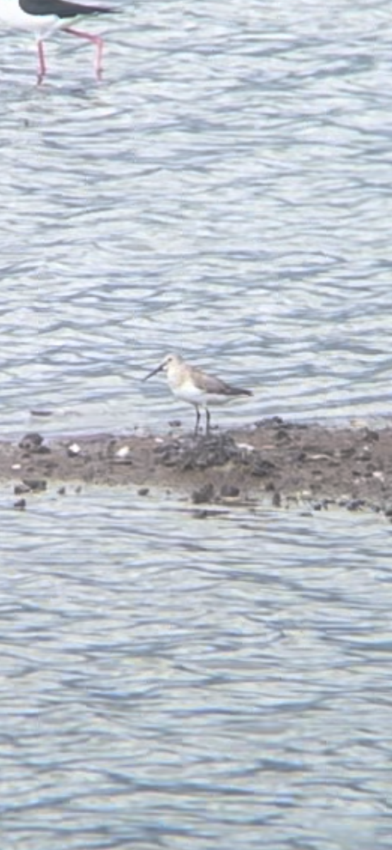 Piovanello pancianera - ML615590079