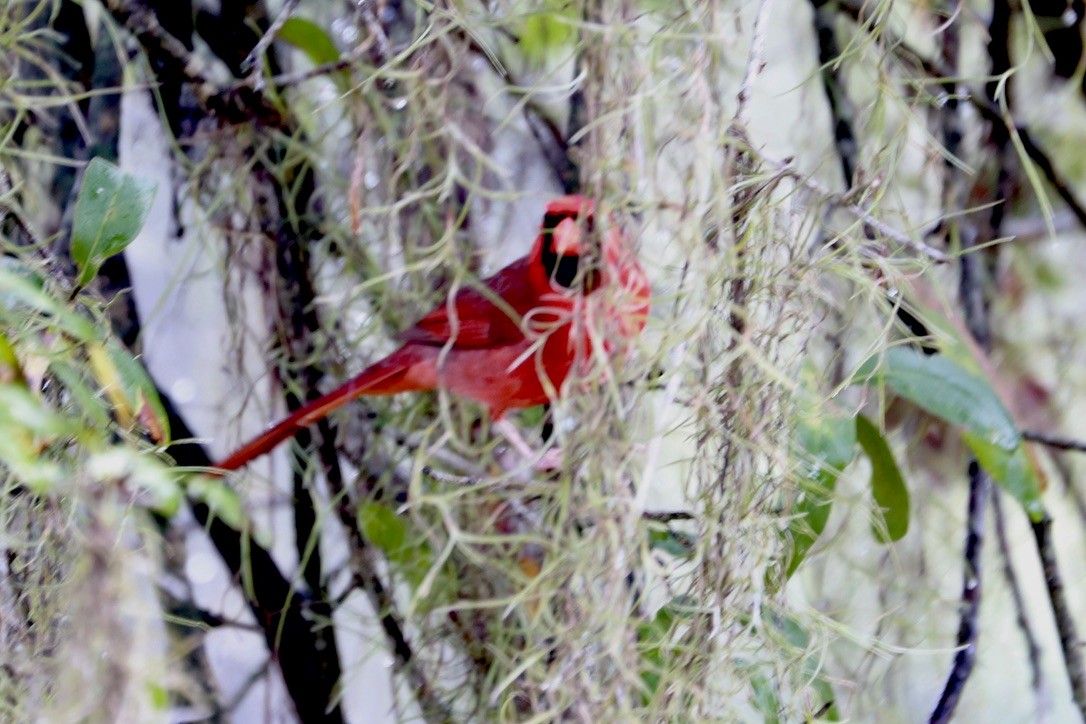 Northern Cardinal - ML615590112