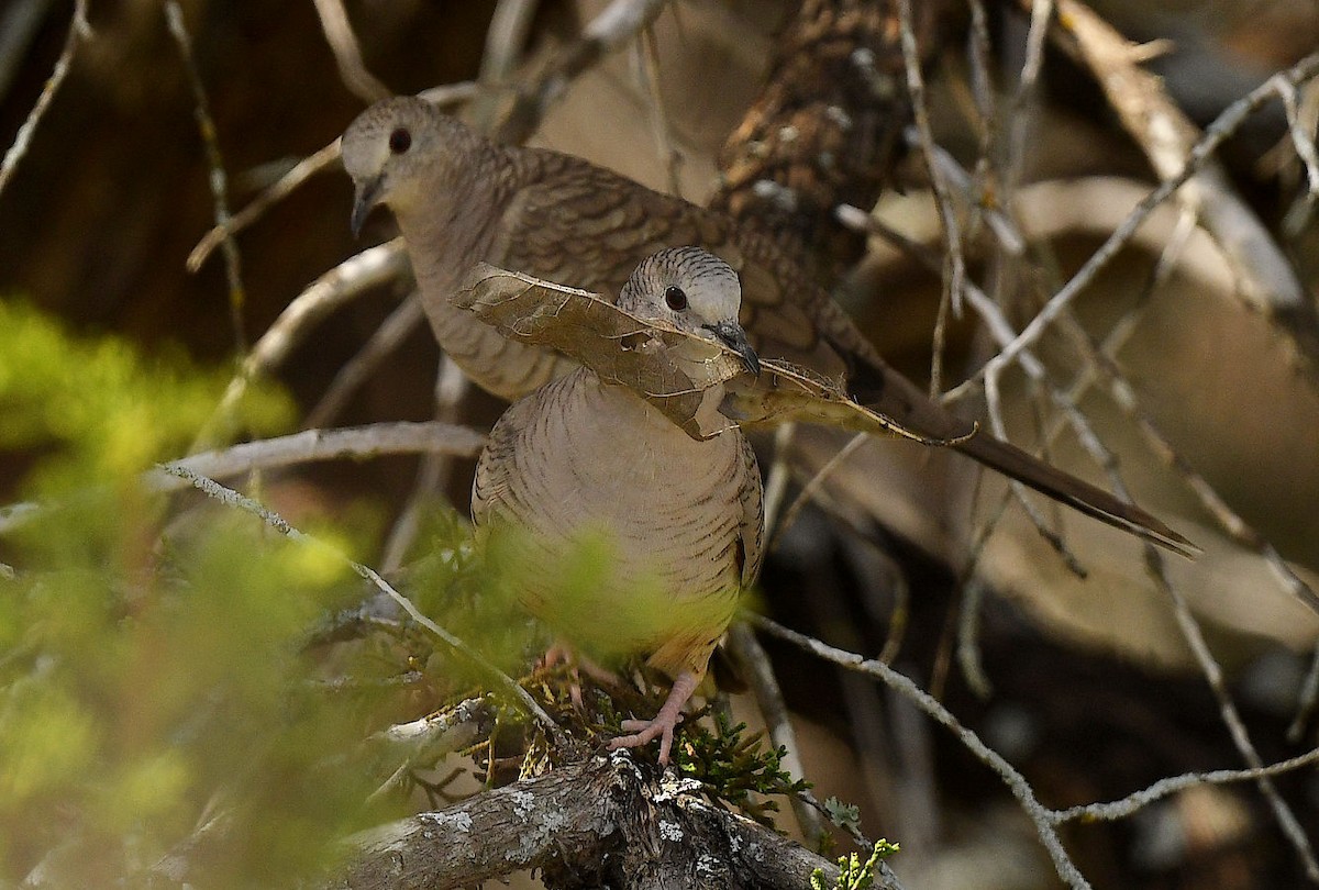 Inca Dove - Doug Orama