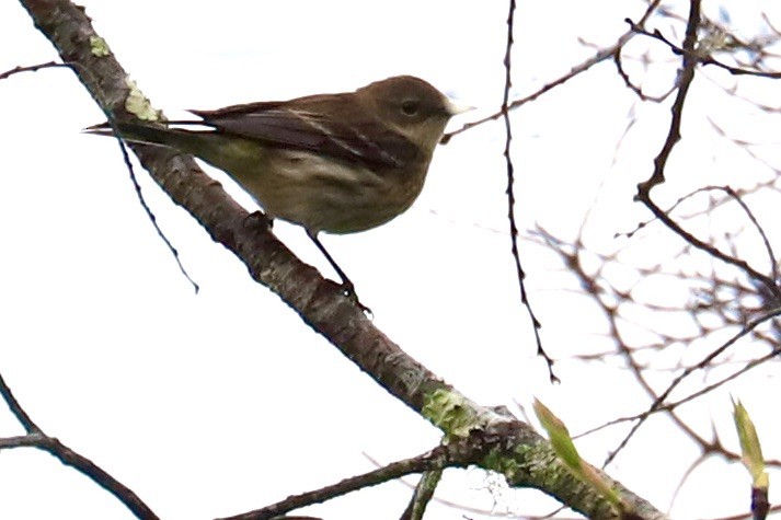 Yellow-rumped Warbler - ML615590170