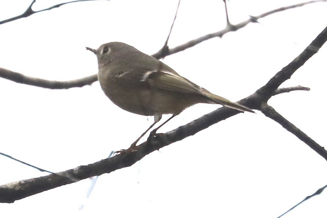 Ruby-crowned Kinglet - ML615590171