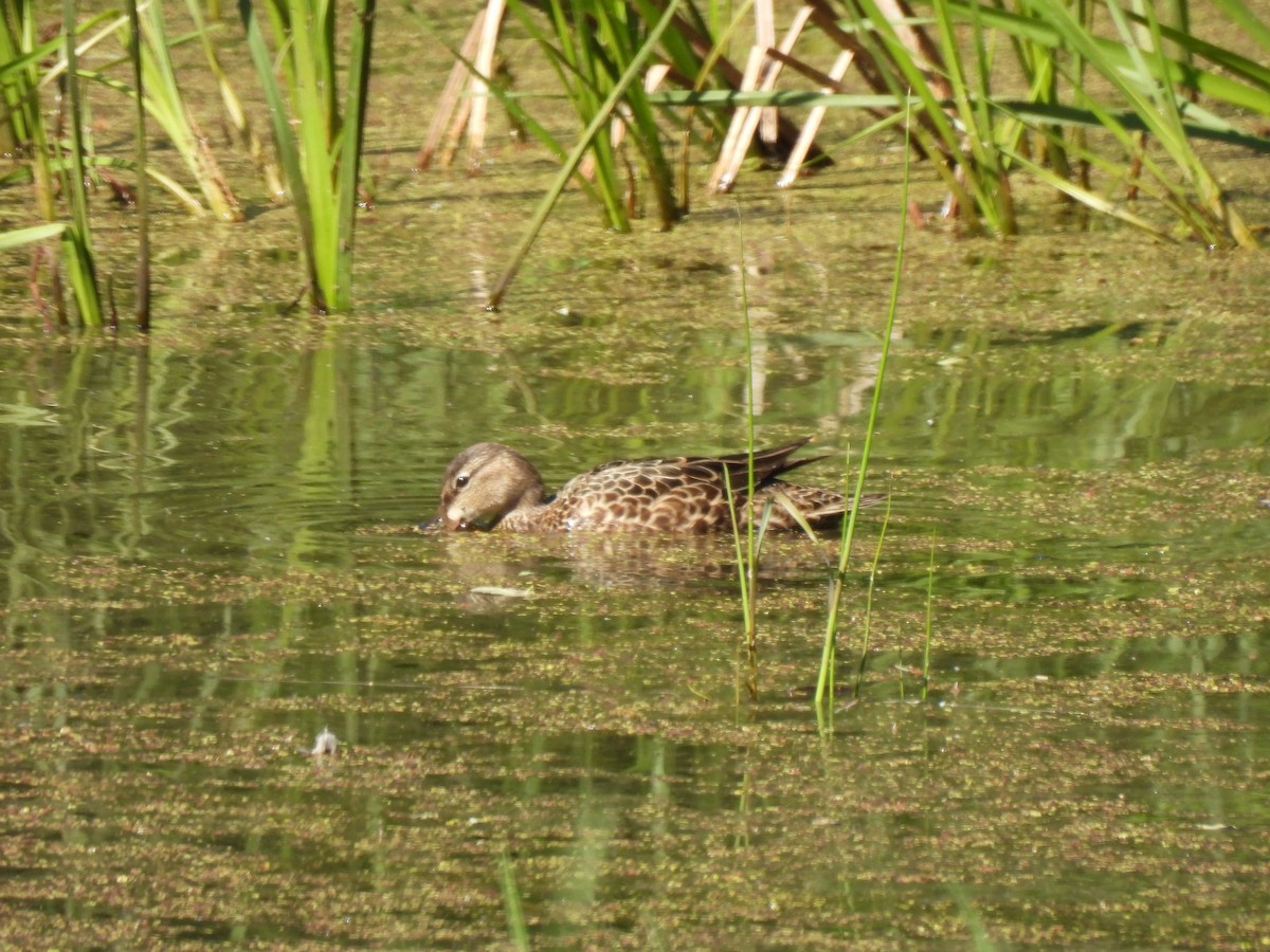 Blue-winged Teal - ML615590175